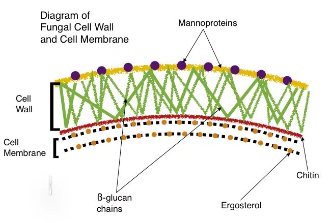 Fungal Cell Wall. Целлюлоза в клеточной стенке. Клеточная стенка растений. Клеточная стенка грибов. Имеется клеточная стенка из хитина