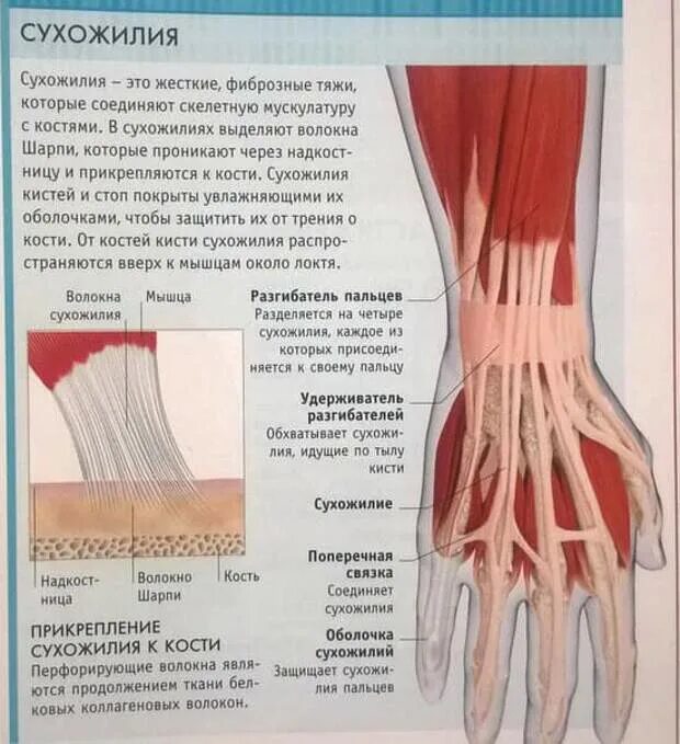 Описание сухожилий. Мышцы связки сухожилия. Сухожилие анатомия ткань. Кость сухожилие мышца. Сухожилие крепится к кости.