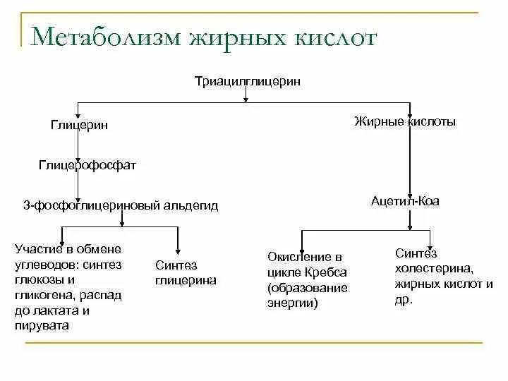 Схема метаболического пути обмена жирных кислот. Метаболизм высших жирных кислот. Свободные жирные кислоты метаболизм. Метаболизм свободных жирных кислот схема.