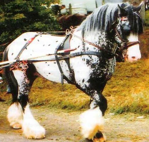 Pin on Cob horses Refs