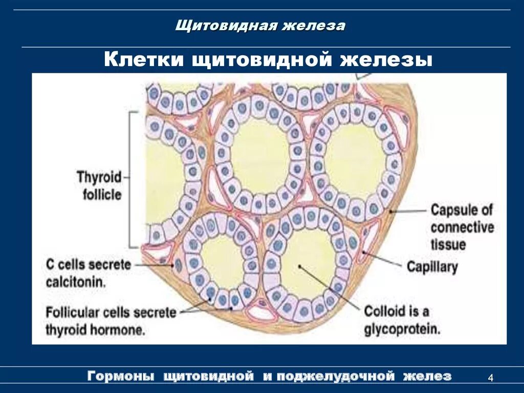 Тироциты фолликулярные клетки щитовидной железы. Строение фолликула щитовидной железы гистология. Схема строения фолликулов щитовидной железы. Строение щитовидной железы человека гистология.