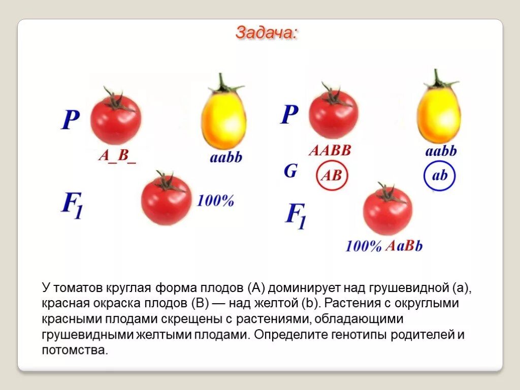 У томатов круглая форма плодов а доминирует над грушевидной а красная. Формы плодов томата. У томатов округлая форма плодов. Скрещиваются томаты с круглыми и грушевидными.