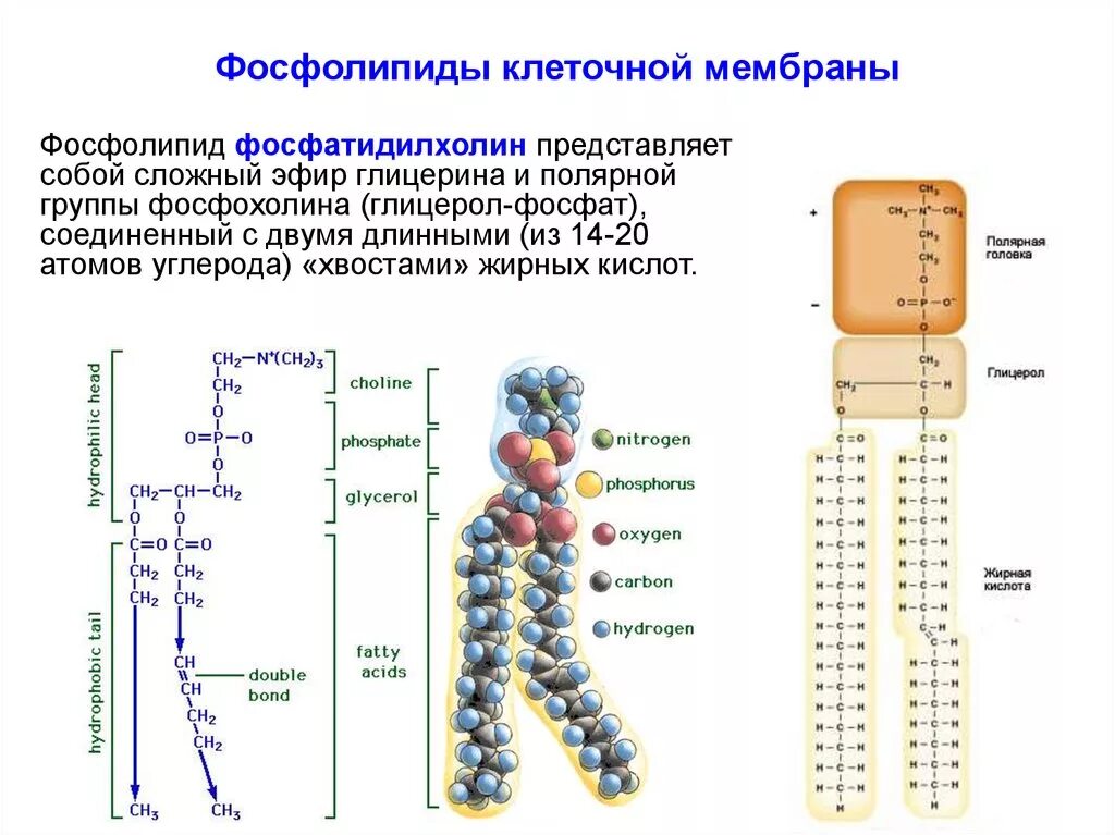 Фосфолипиды клеточной мембраны. Структура фосфолипидов мембраны клетки. Строение мембранного фосфолипида. Строение фосфолипидов клеточной мембраны. Липиды входят в состав клеток