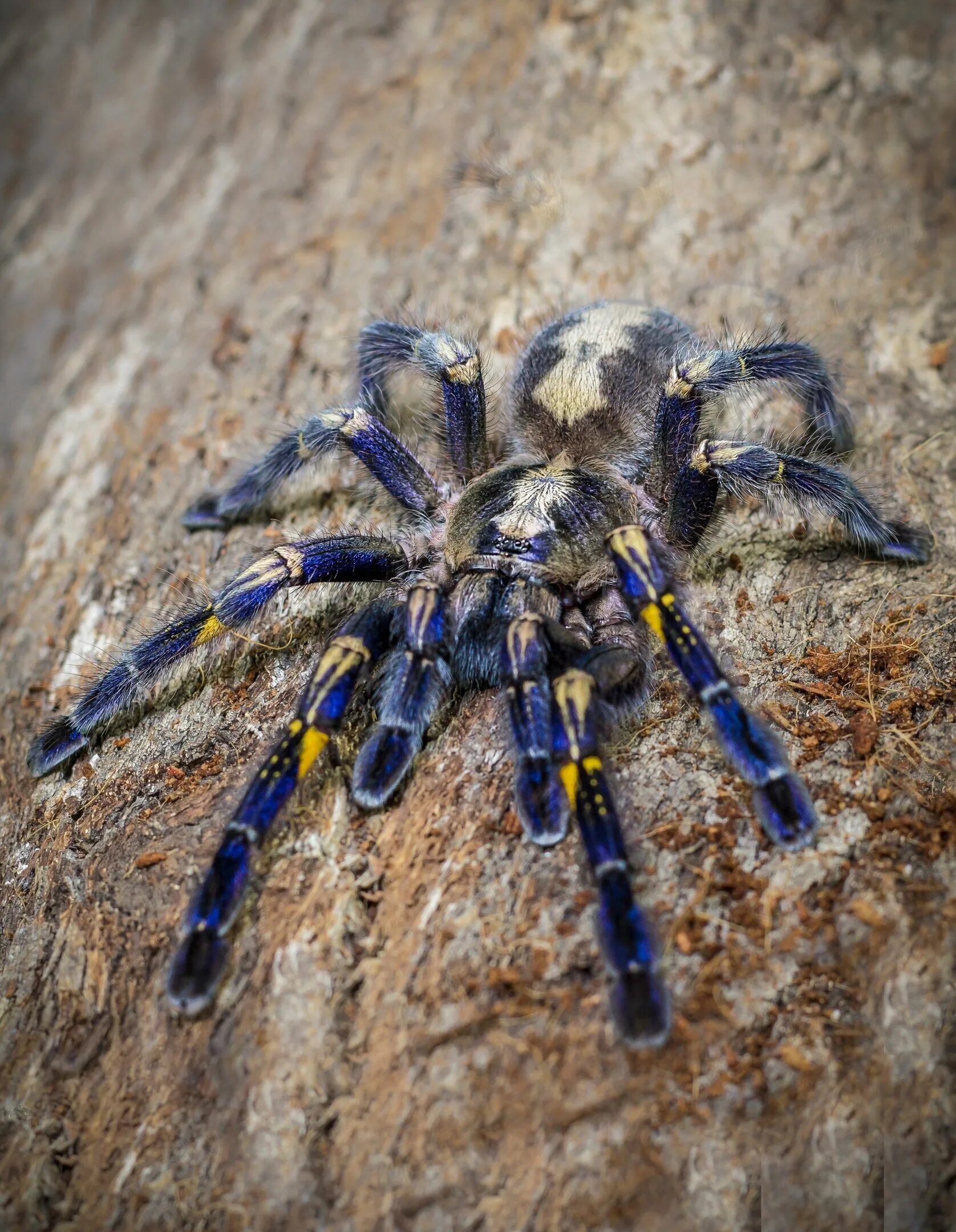 Тарантул птицеед. Паук птицеед poecilotheria metallica. poecilotheria metallica паук. пецилотерия металлика. поецелатерия металлика.