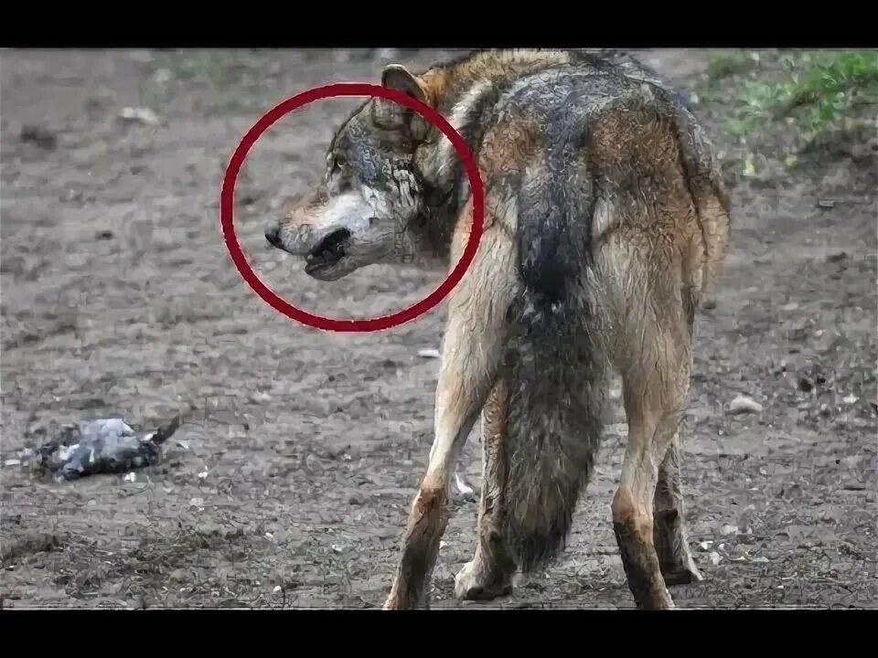Она видела волка. Нападение Волков на туристов. Животное после атаки волк. На трассе замечен волк.