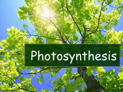 Photosynthesis