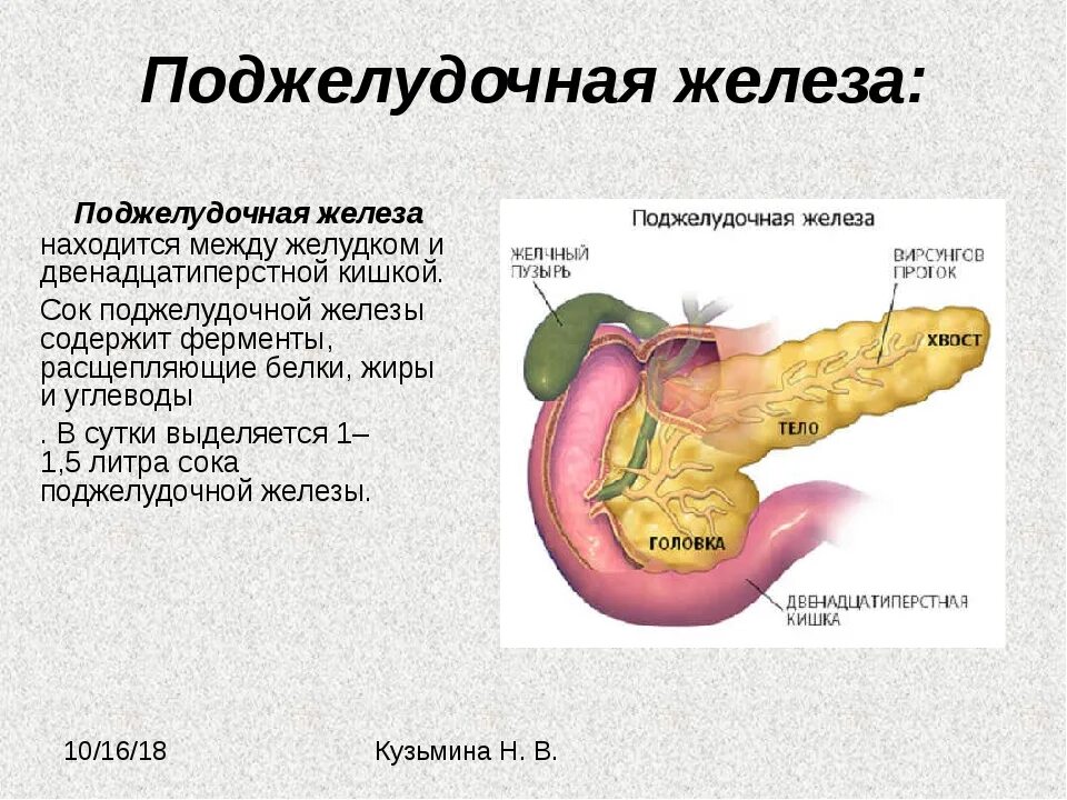 Поджелудочная железа функции кратко таблица. Поджелудочная железа биология 8. Структура строение поджелудочной железы. Функции поджелудочной железы биология.