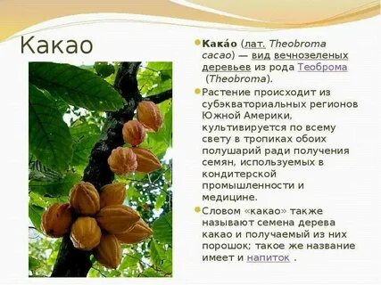 Какой регион является какао