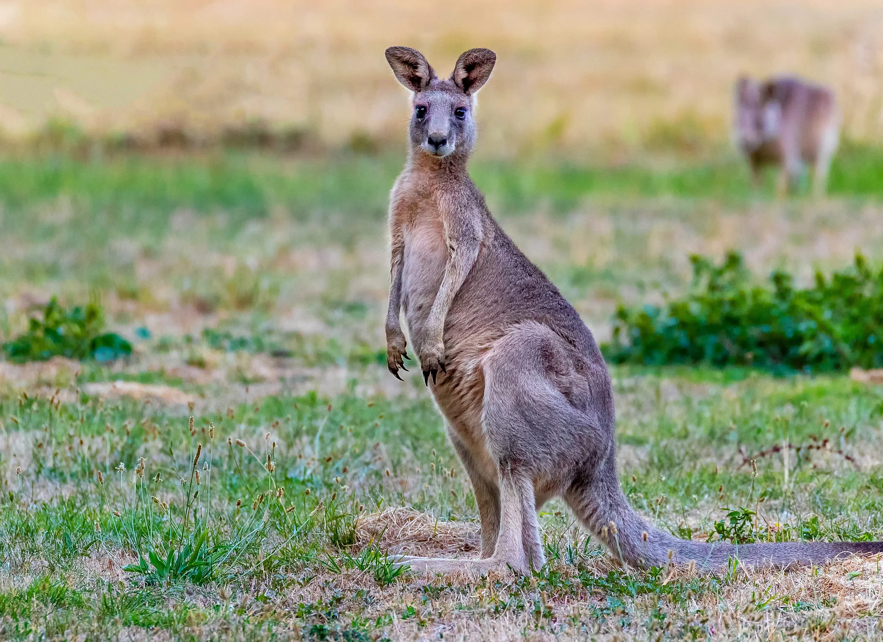 Сумчатые кенгуру. Кенгуру животное Австралии. Кенгуру (Macropodidae). Горный кенгуру Дориа. Кенгуру архив