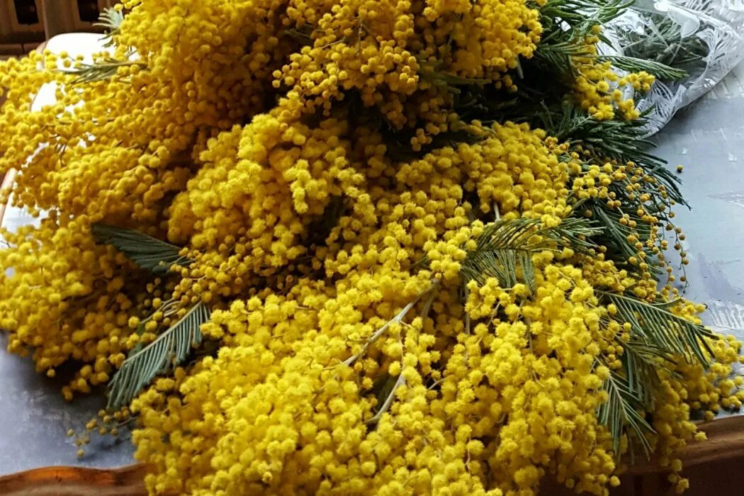 Итальянская мимоза. Итальянская мимоза. Мимоза цветет. Нужно ли мимозу. Мимоза цветок бисер.