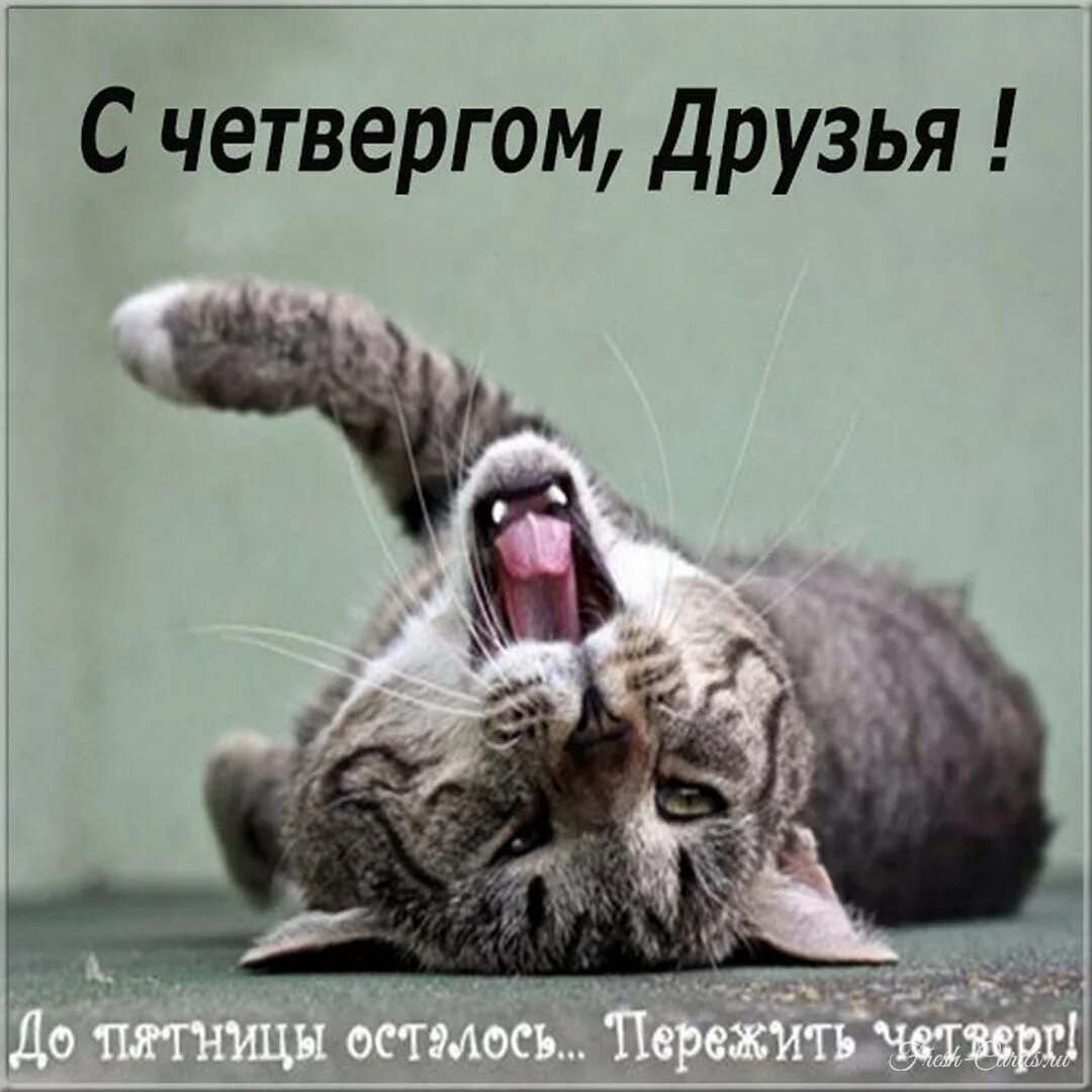 Четверг утро работа. Смешные картинки про четверг. доброе утро четверга. шутки про четверг. смешные открытки про четверг.
