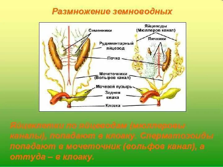 Система размножения земноводных. Размножение амфибий. Половое размножение земноводных. Размножение земноводных кратко. Сходства в размножении земноводных и рыб