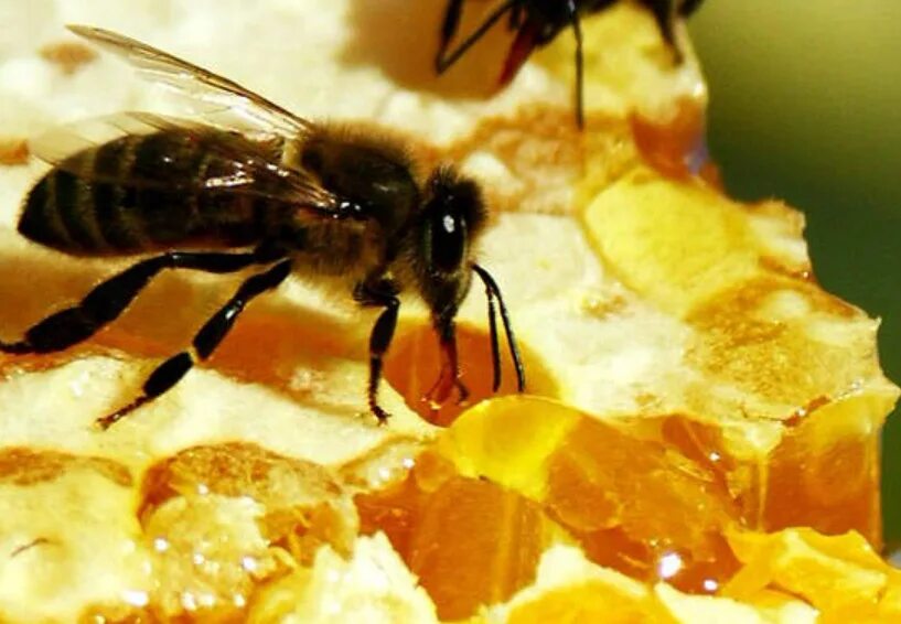 Апитерапия пчелоужаливание. Яд пчелы. Пчелиный яд апитоксин.