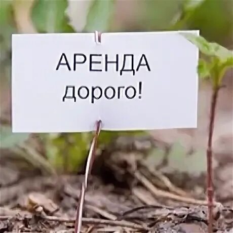 Дорогой арендатор. Показ квартиры. Недвижимость картинки. Дорогой арендатор. Пара отдыхает на диване.