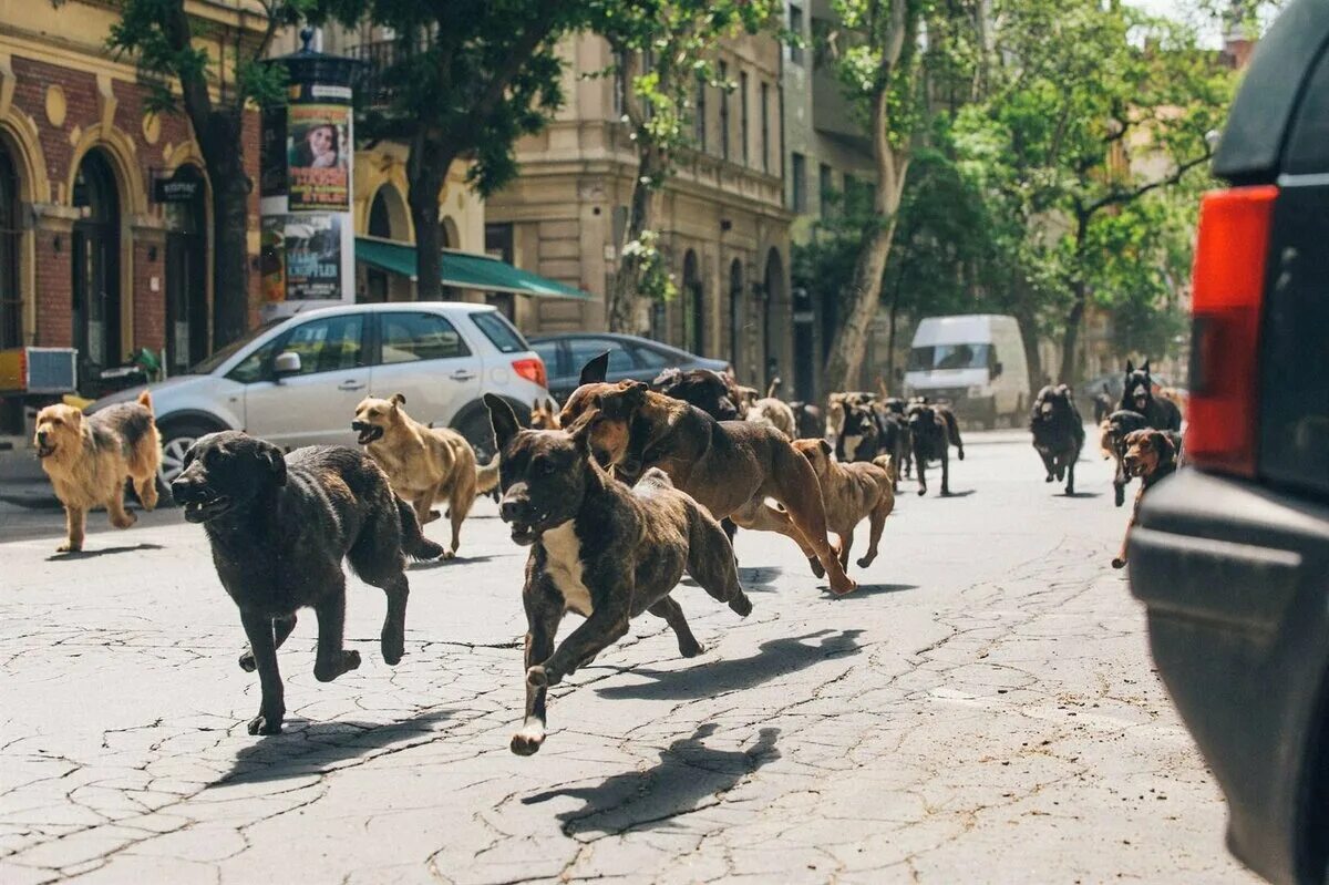 Человек и много собак. Вилла лобос приют для собак. Свора бегущих собак. Толпа собак. Много щенков.