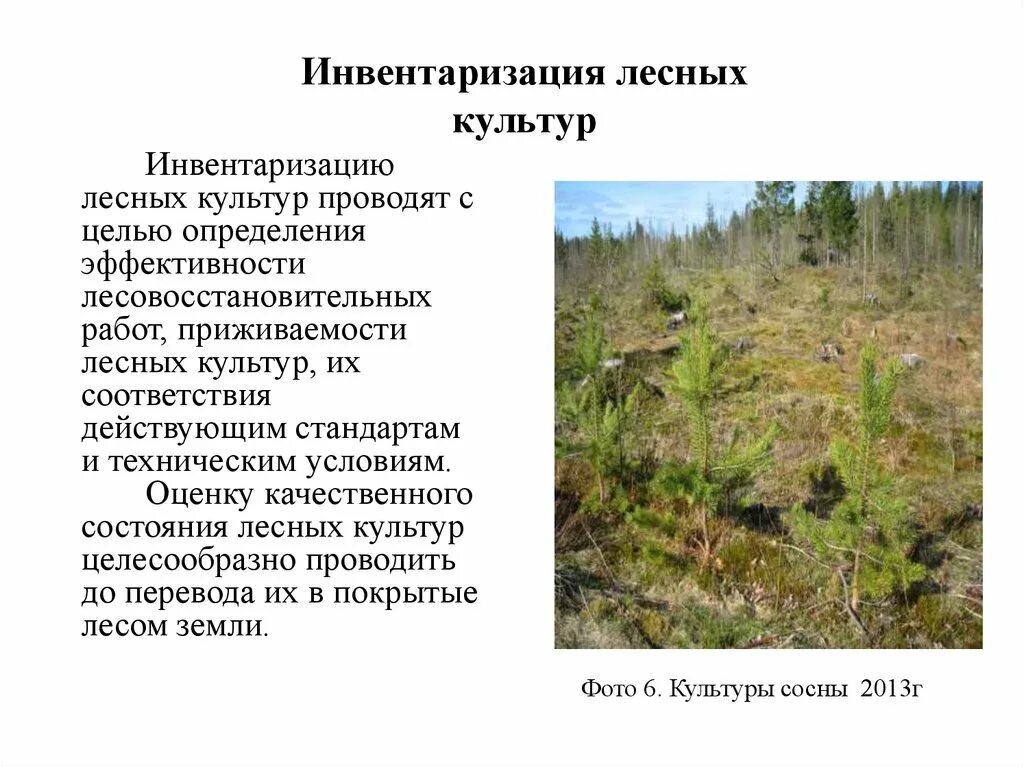 Учет лесных культур. Учет лесных культур. План лесных культур. Учет лесных культур. Шнуровая книга учета семян.
