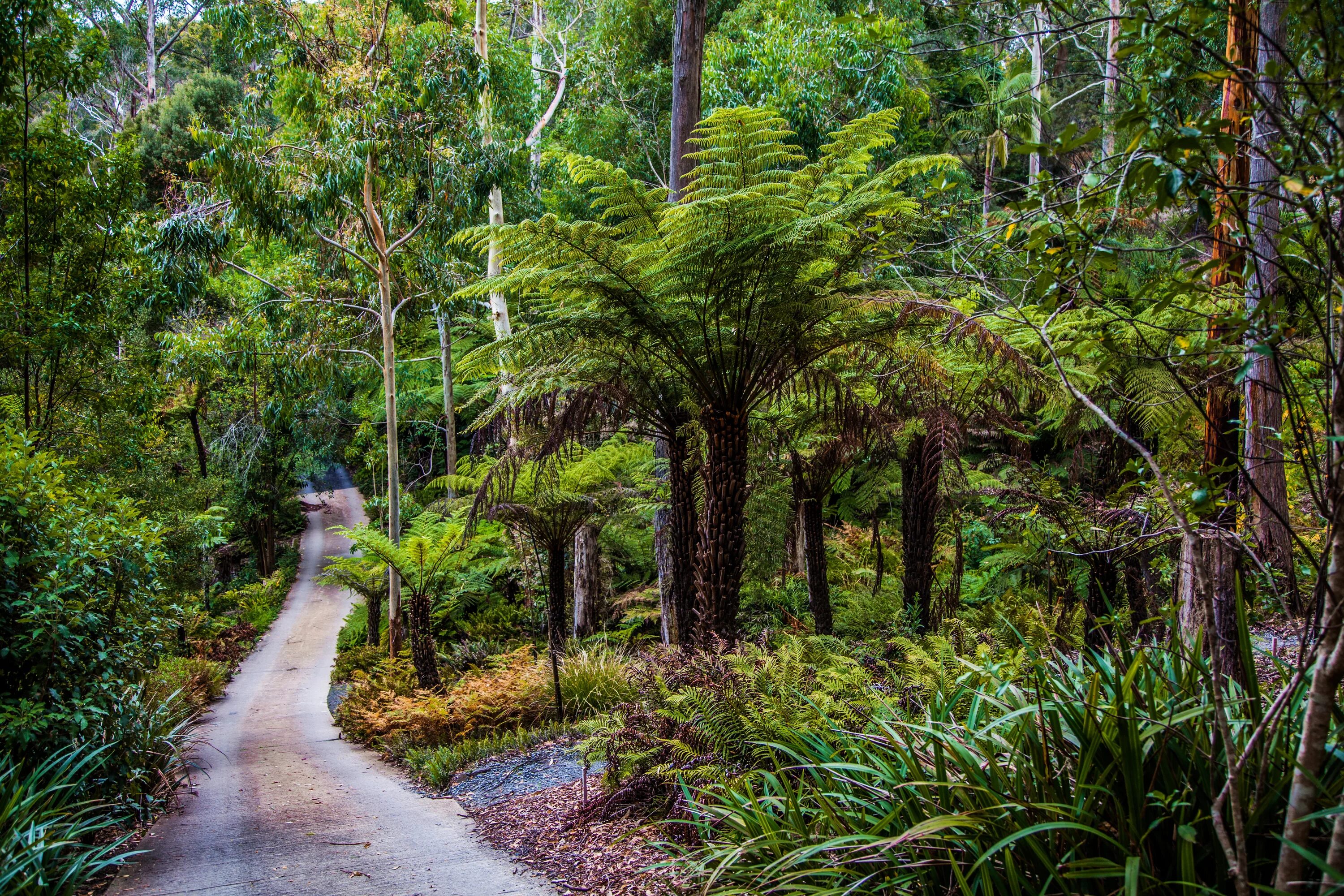 Дождевые леса Австралии. Субтропики лес Австралия. Тропический лес Австралии. Дождевые леса восточного побережья Австралии.