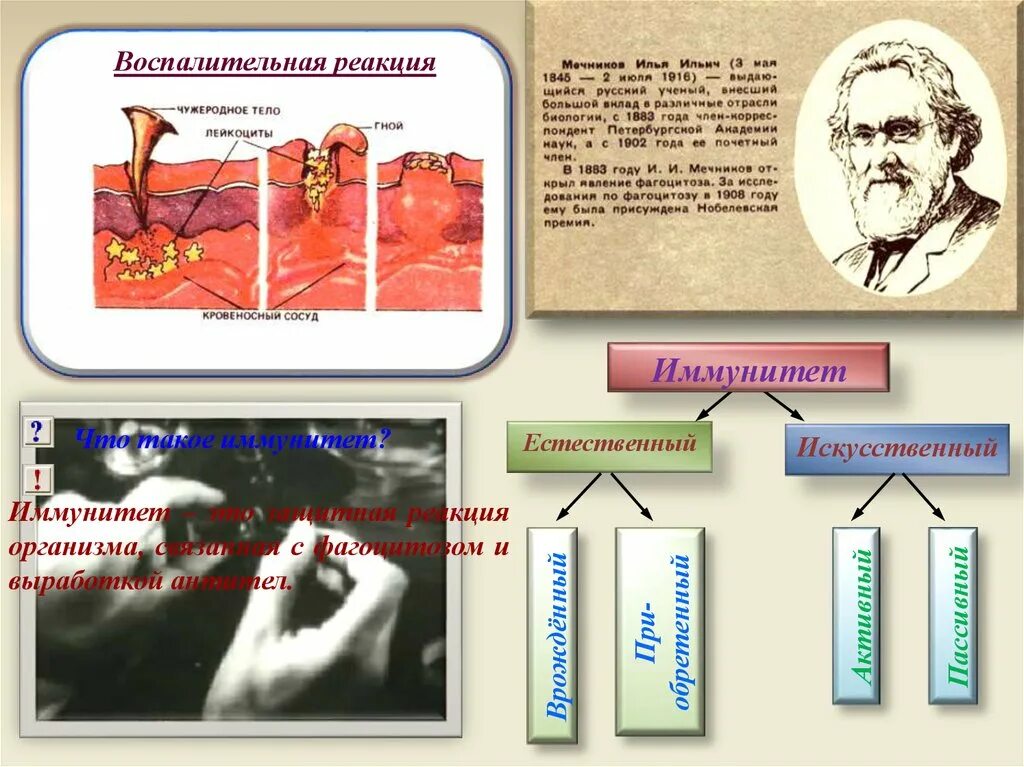 Естественный и искусственный иммунитет. Внутренняя среда организма иммунитет. Внутренняя среда организма кровь иммунитет. Воспаление — это естественная реакция организма.