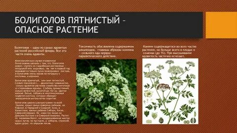 Болиголов растение фото описание