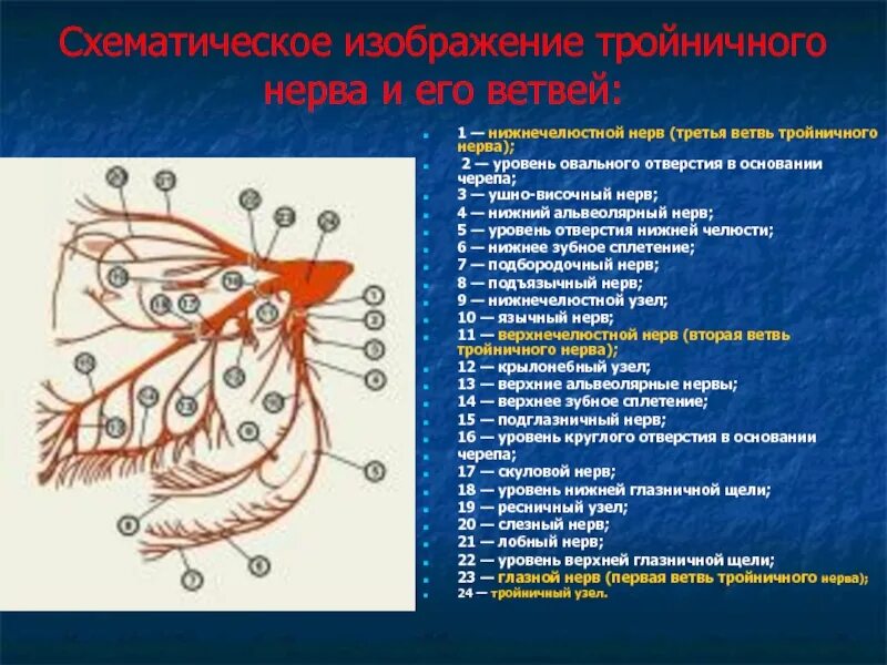 Ветви 3 ветви тройничного нерва. Тройничный нерв и его ветви. Первая ветвь тройничного нерва схема. Двигательные ветви тройничного нерва.