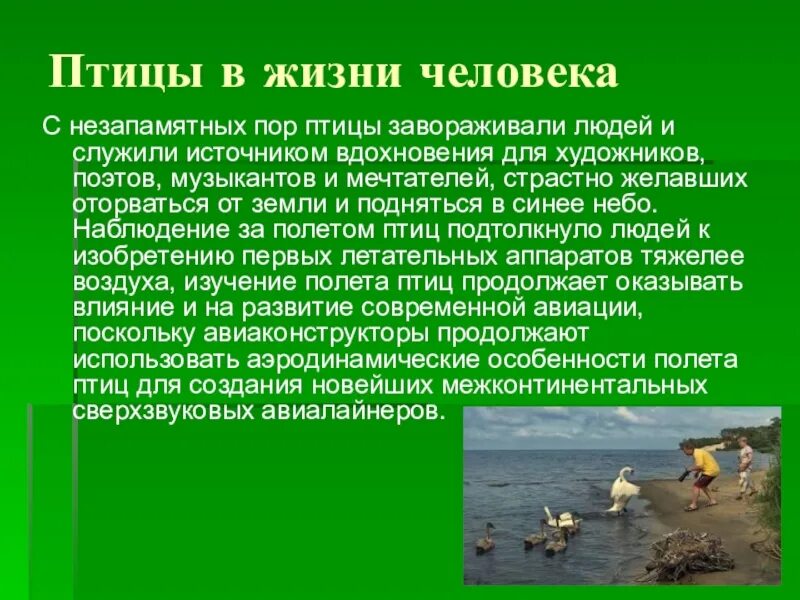 Значение птиц в природе конспект. Роль птиц в жизни человека. Значение птиц в жизни человека. Значение птиц в природе и жизни человека. Роль птиц в природе.