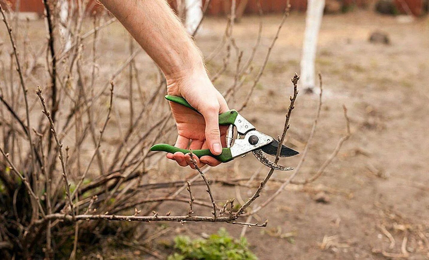 Подрезанных кустов