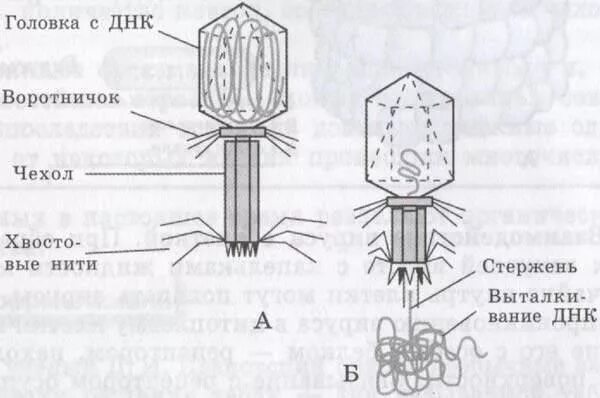 Зарисуйте строение бактериофага. Бактериофаг т2 строение. вирус бактериофаг 5 класс биология. макет вируса бактериофага. строение бактериофага.