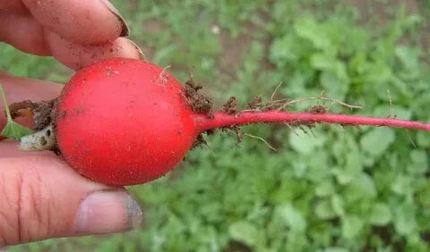 Кто ест редиску
