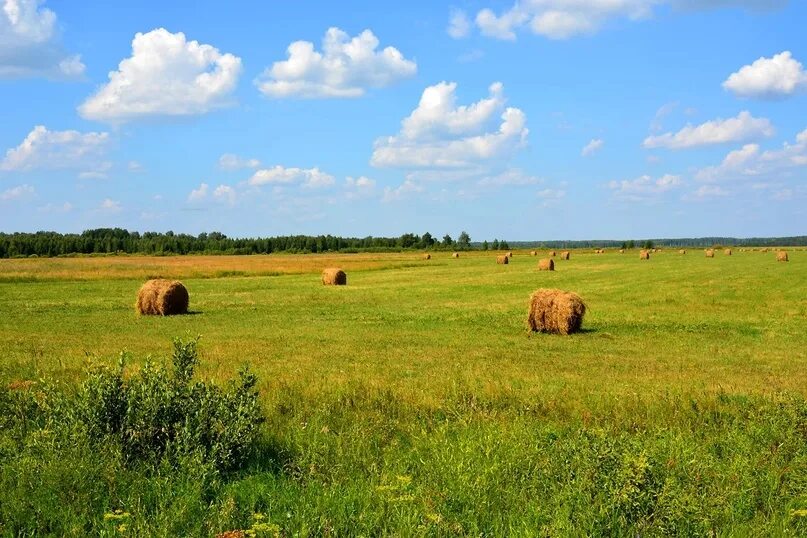Лето в деревне сенокос. Пастбища сенокосы. Сенокосы и пастбища. Пастбищные угодья. Скирда сноп.