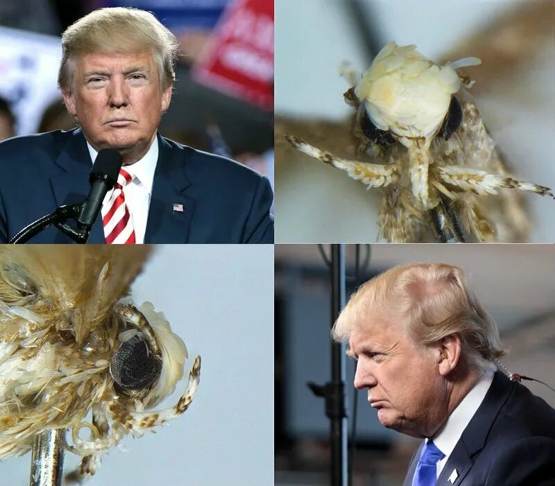 Называют в честь звезд. Neopalpa donaldtrumpi. Бабочка Трампа. Моль Трампа. Насекомое в честь Трампа.