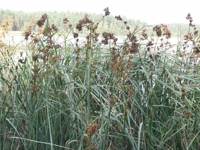 Меч трава фото. Меч-трава обыкновенная - Cladium mariscus. Cladium mariscus (l.) Pohl (меч-трава обыкновенная),. Ямайская меч трава. Меч-трава обыкновенная красная книга.