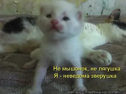 Не мышонок не лягушка