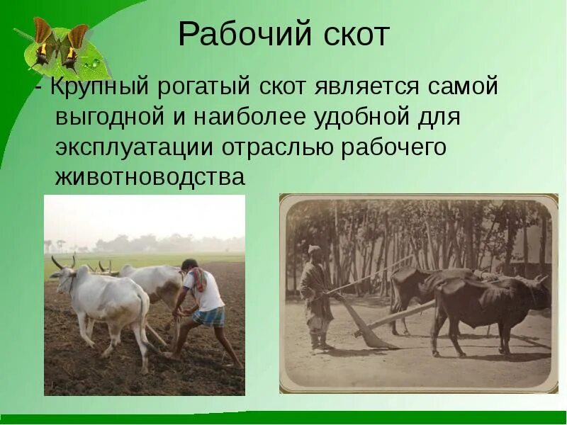 Крупный рогатый скот кто относится. Рабочий скот животноводства. рабочая скотина. люди - рабочий скот. роль крупного рогатого скота в жизни человека.