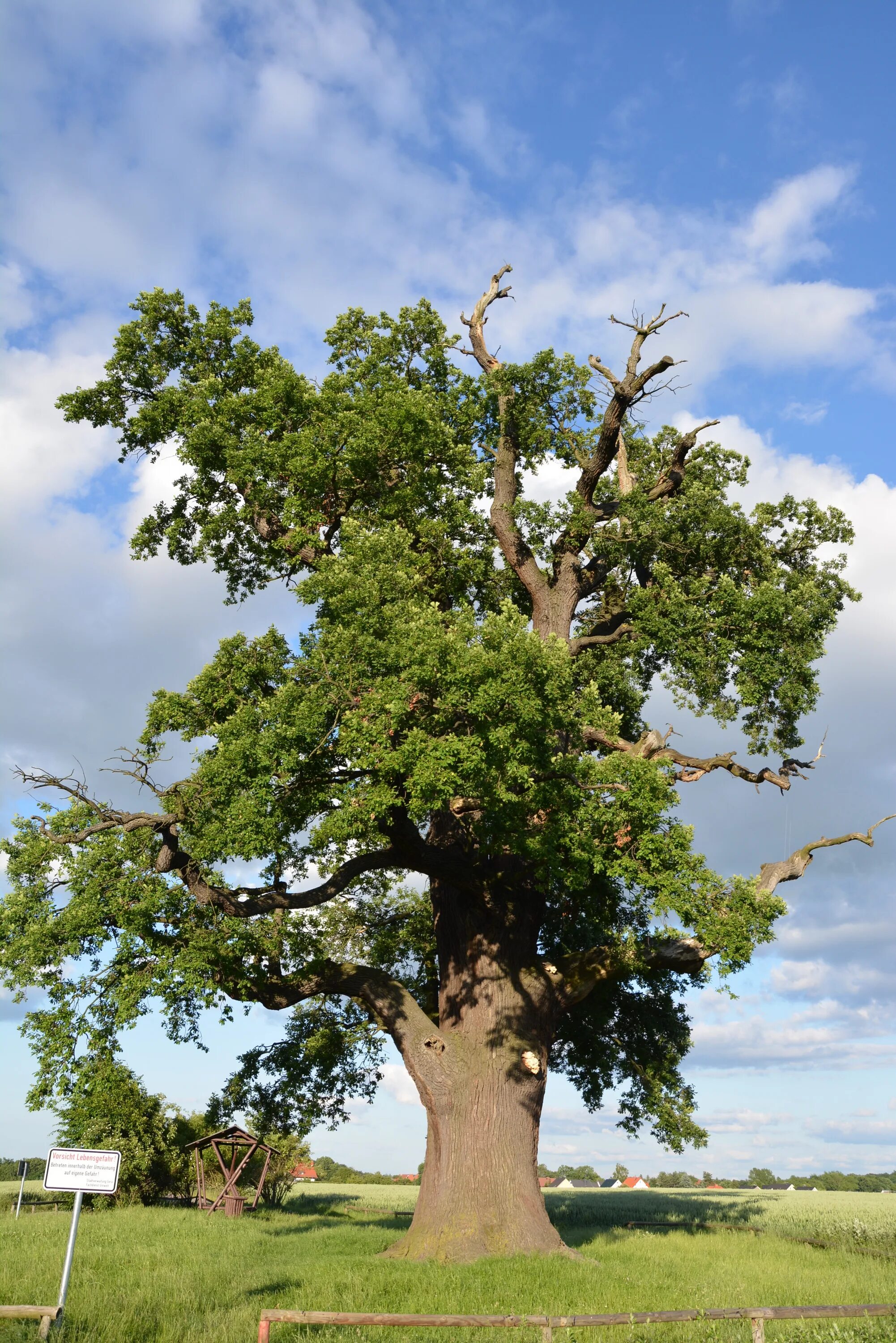 ЛИМУЗЕНСКИЙ дуб. Лиепусальский дуб. Adansonia perrieri. ЛИМУЗЕНСКИЙ дуб дерево.