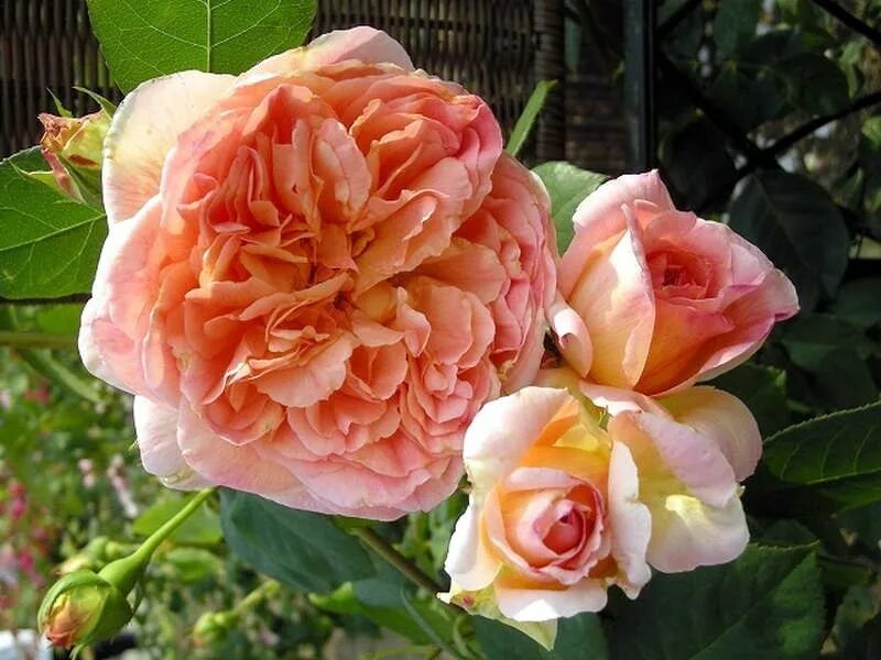 роза папи дельбар. роза чайно-гибридная генри дельбар. анри дельбар (henri delbard). роза henri delbard. энциклопедия роз анри.