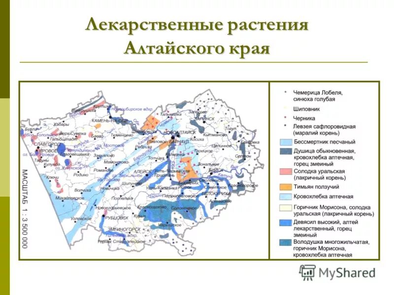 Природные зоны края. Растительный покров алтайского края карта. Алтайский край природные зоны. Алтайский край природные зоны. Заказники республики алтай карта.