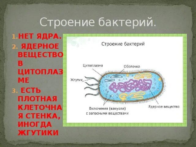 Бактерии содержит ядро