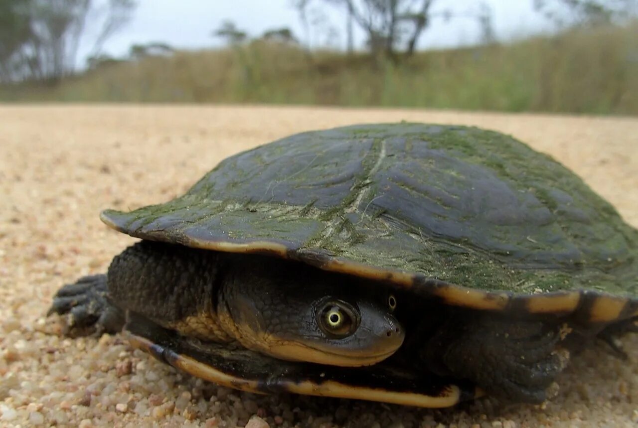 Turtle черепаха. Змеиношейная черепаха. Австралийская змеиношеяя черепаха. Бокошейные черепахи. Змеевидная черепаха.