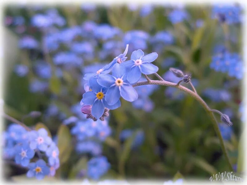 а на том берегу незабудки. две незабудки два сапфира. незабудка описание.