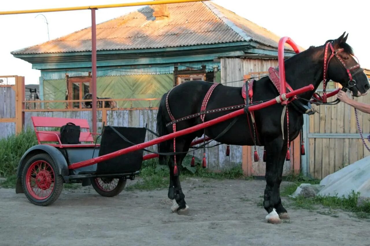 5 лет для лошади. Рысаки Бричка. Европейская упряжь для лошади. Тяжеловозы в упряжи. Оглобельно дуговая упряжь.