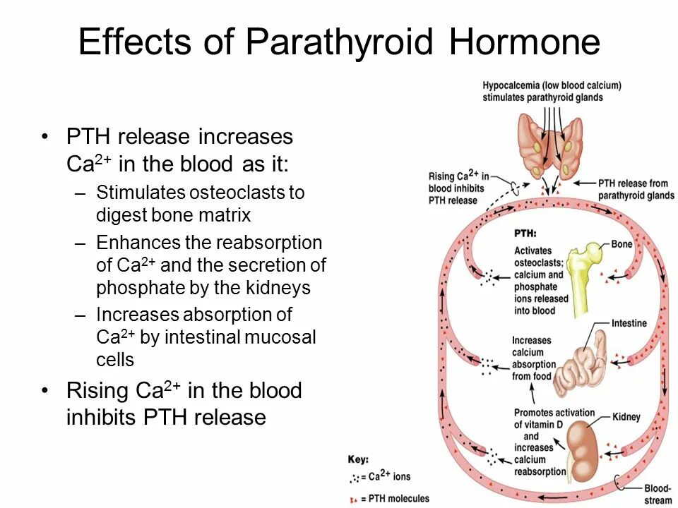Effect of m a in. Parathyroid hormone. parathyroid hormone effects. effects of thyroid hormones. endocrine system.