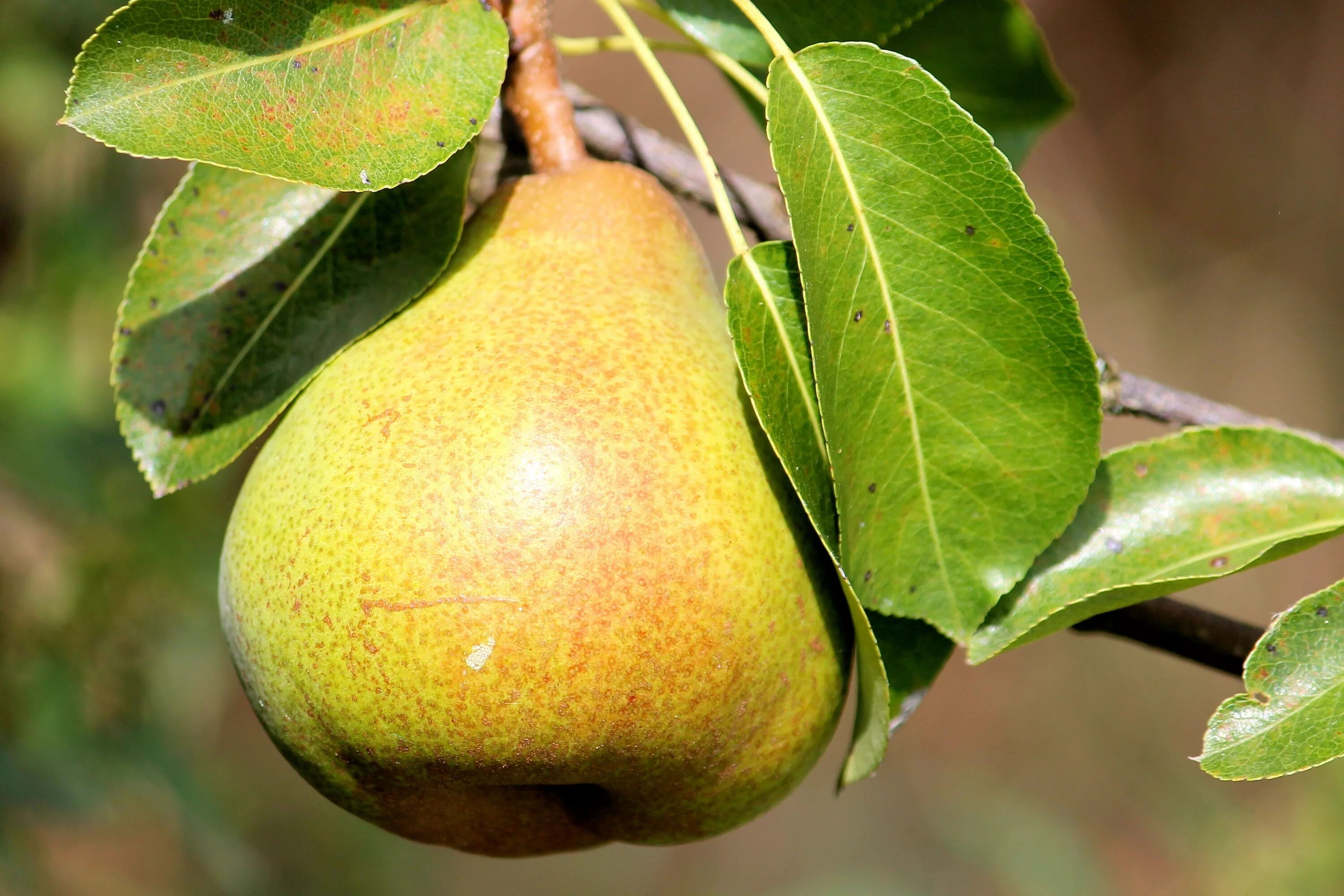 Pear 6. Груша Кафедральная. Сорт груши Пирус. Груша обыкновенная Отрадненская. Сорт груши Бартлетт.