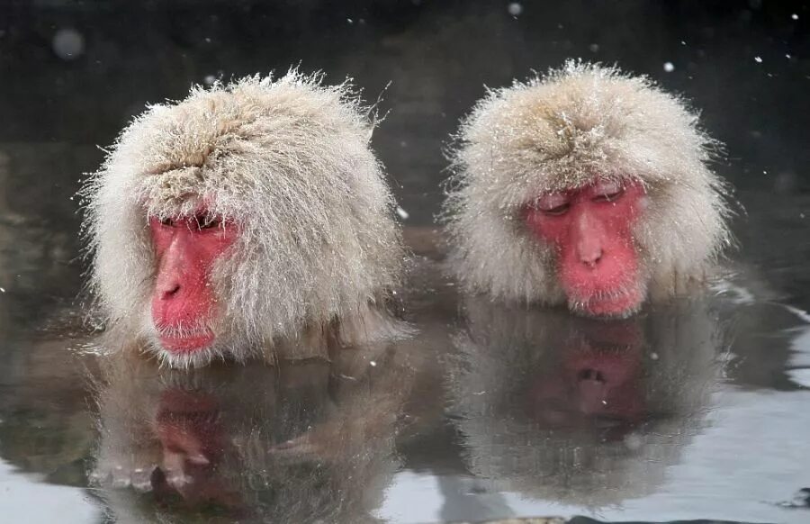 Frozen monkey. Парк снежных обезьян Джигокудани. Обезьяны в термальных источниках. Японские обезьяны. Японские макаки в горячих источниках.