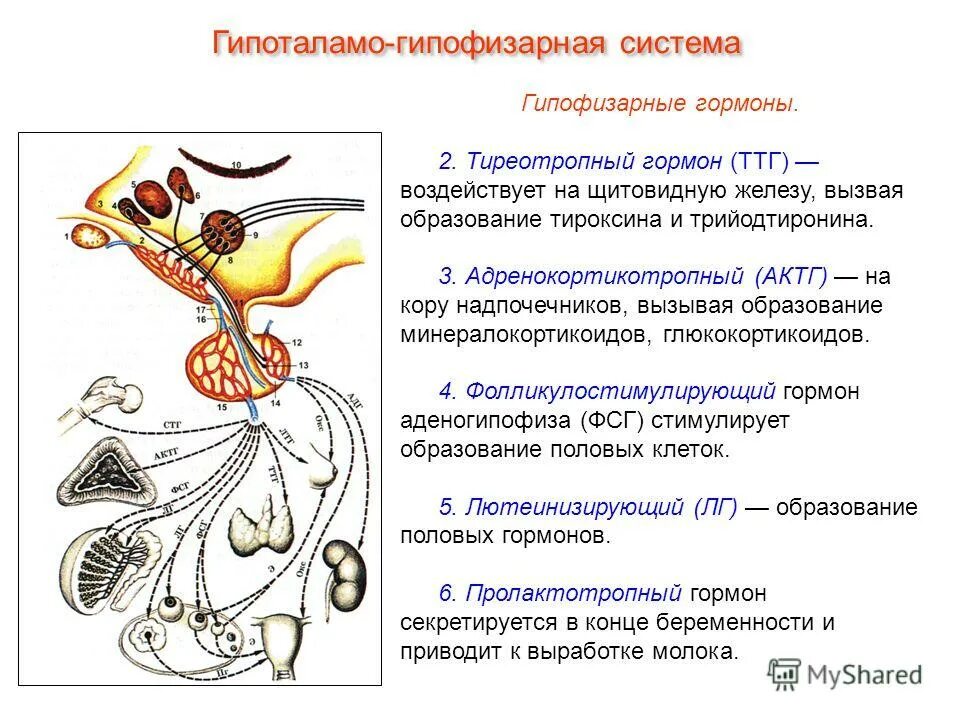 Гипоталамо-гипофизарная система функции. .Система желез внутренней секреции. Функции. Функционирование гипоталамо-гипофизарной системы. Железы регулируемые гипоталамо-гипофизарной системой. Гипофиз влияние гормона