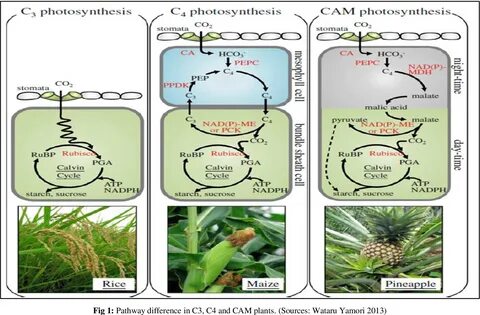 Фотосинтез протекает в семенах капусты SubCoder.ru