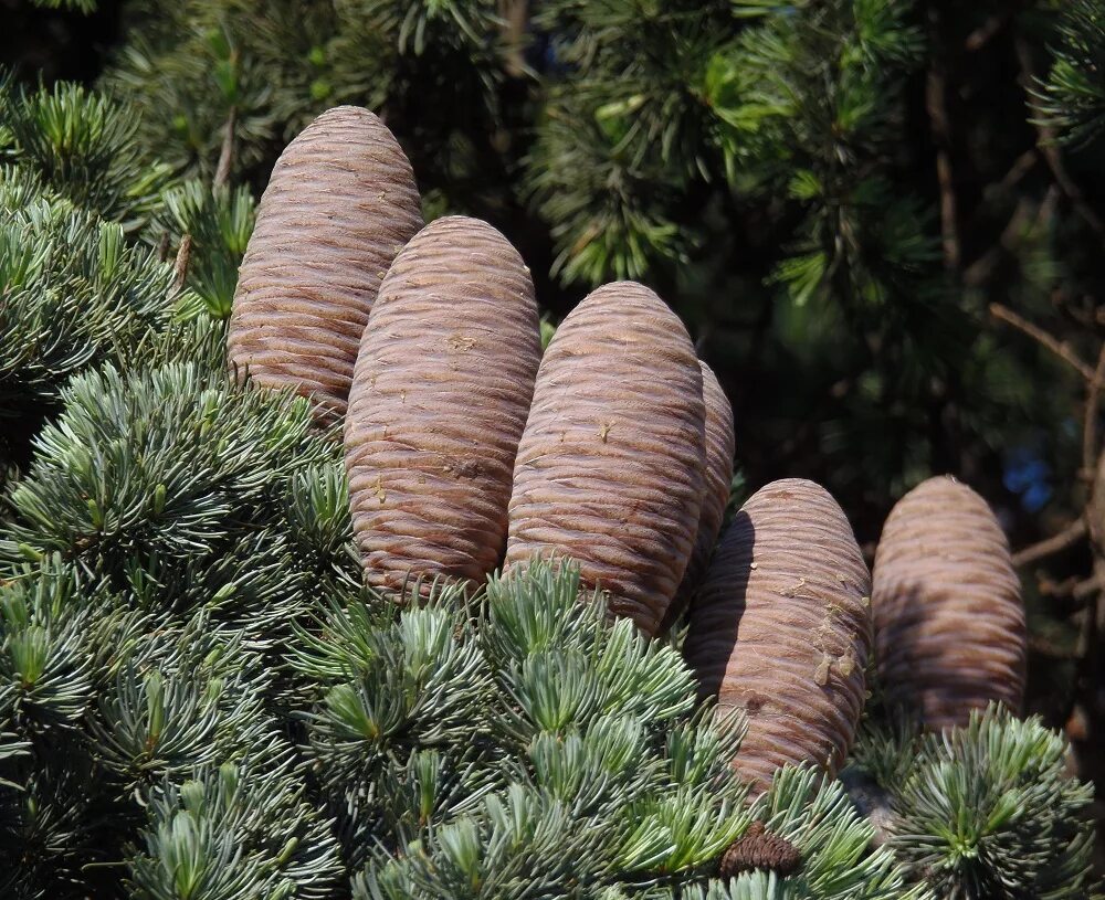 Кедр ливанский Cedrus libani. Кедр ливанский Cedrus libani шишки кедровые. Кедр Гималайский шишки. Кедр лива́нский (Cedrus libani). Купить семена хвойных