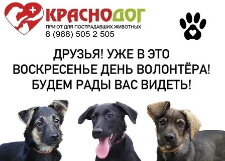 Адрес краснодог приют для животных краснодар