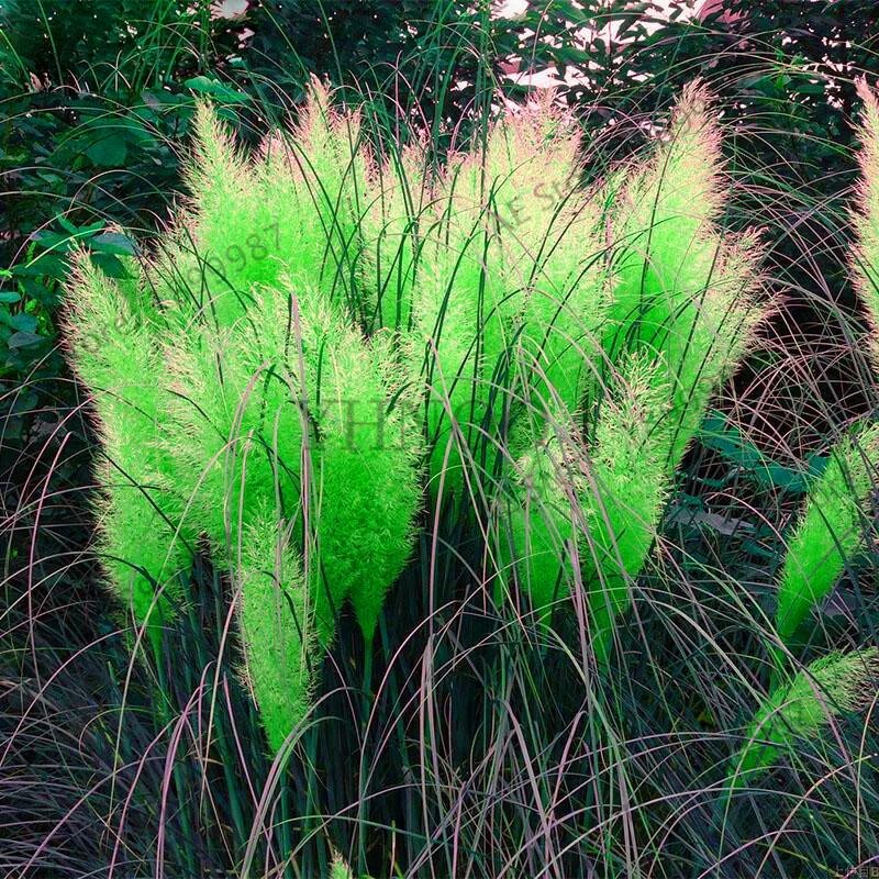 Пампасная трава растение. Pampas grass. Кортадерия пампасная трава. Пампасная трава розовая.