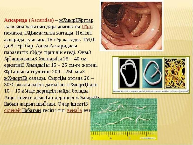 Жизненный цикл аскариды человеческой кратко. Аскарида огэ. Глисты аскариды острицы. Гельминты острицы аскариды. Круглый червь аскарида рисунок.