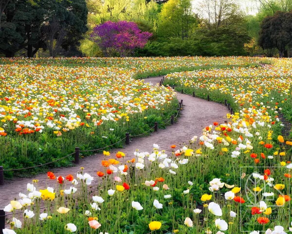 Цветущий газон. Мавританский газон «цветущий ковёр». Мавританский луговой газон. Мавританский газон альпийский луг аэлита. Мавританский газон тимирязевка.